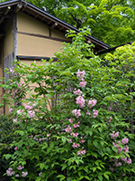 園内の樹木